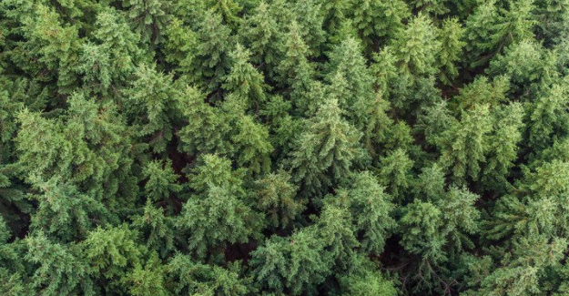 An aerial view of a forest of pine trees