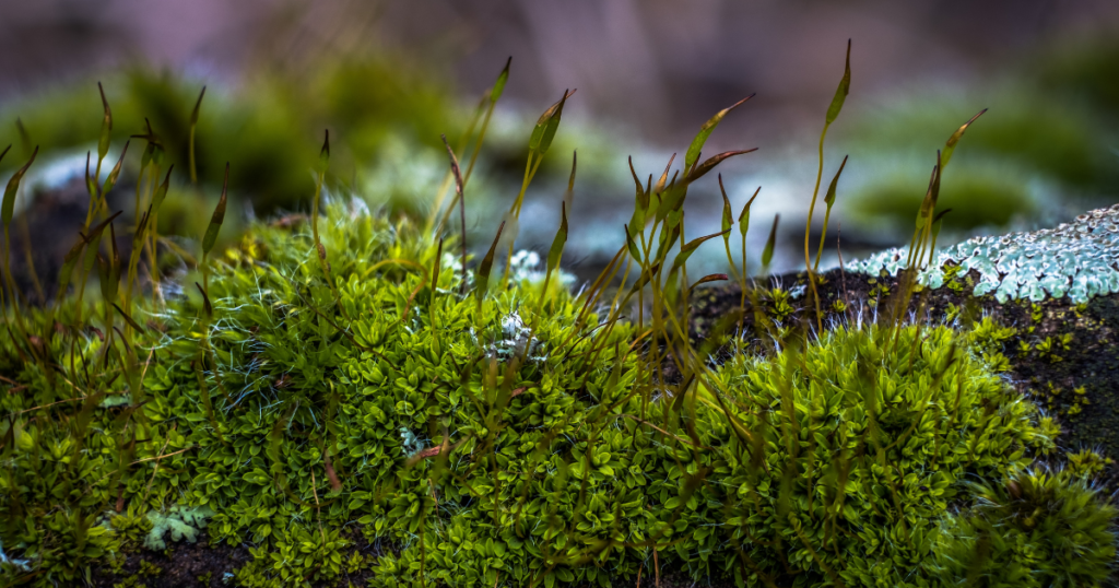 Green moss grows over a rock, with a few tendrils budding.