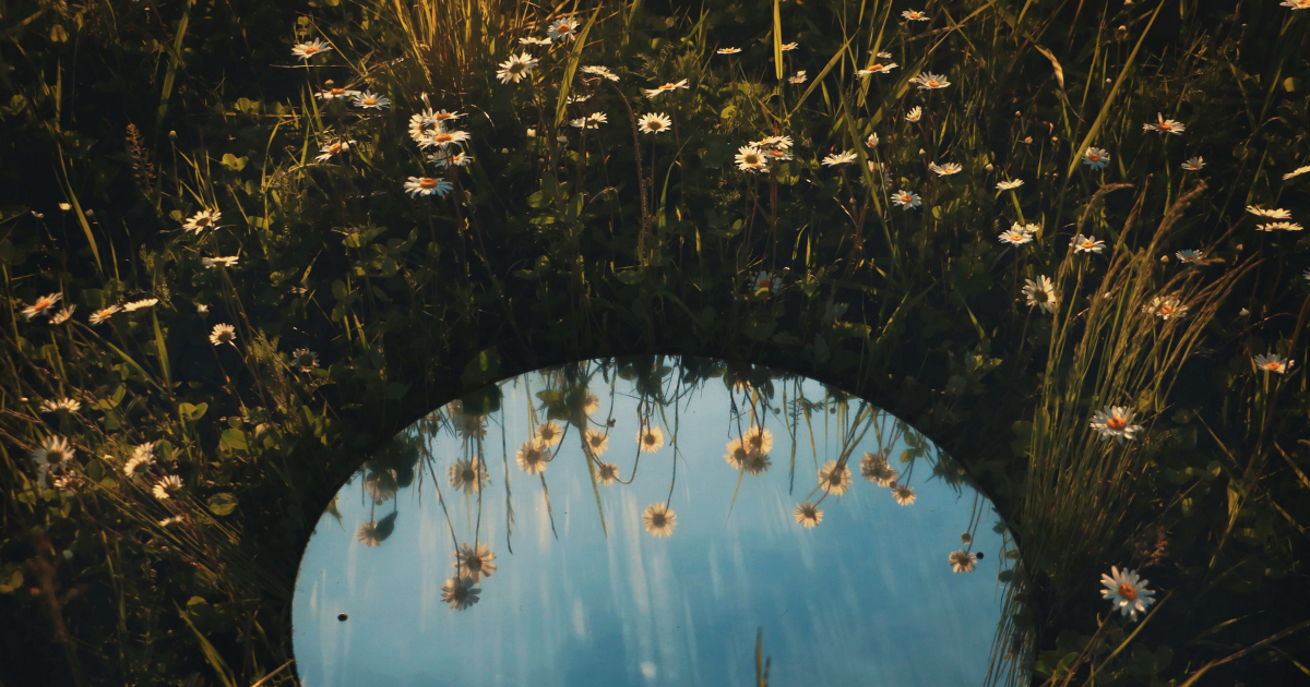 grass grows around a mirror, daisies are reflected in its surface